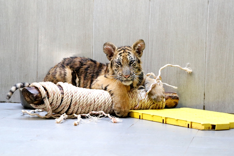 Seven tigers given new life after rescue from illegal wildlife trade in Vietnam