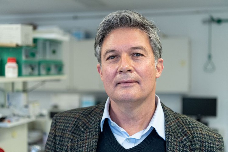 German researchers to breed pigs for human heart transplants this year
