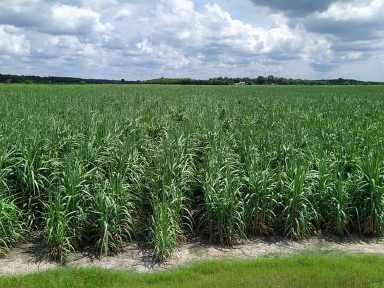 Smuggling of sugar from Laos, Cambodia into Vietnam on the rise