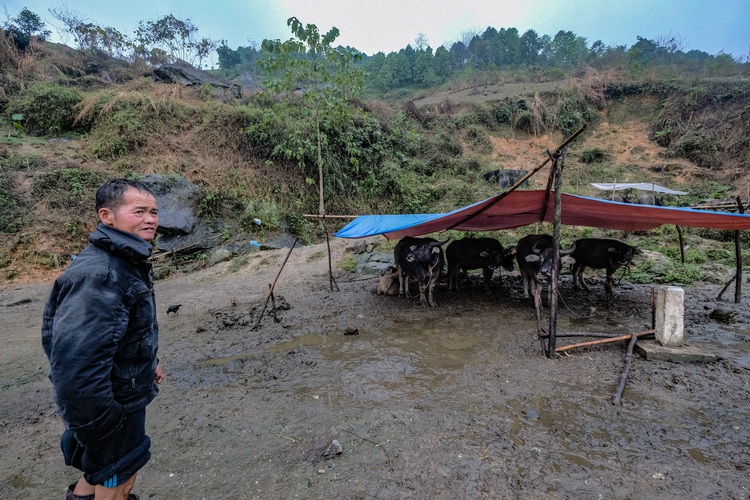 Nearly 3,000 cattle die from frigid weather in northern Vietnam