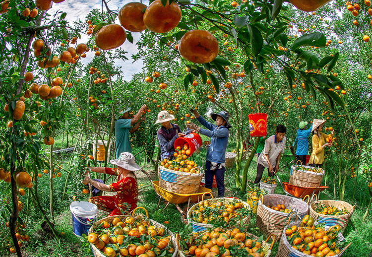 Winners announced in Ho Chi Minh City spring photo competition