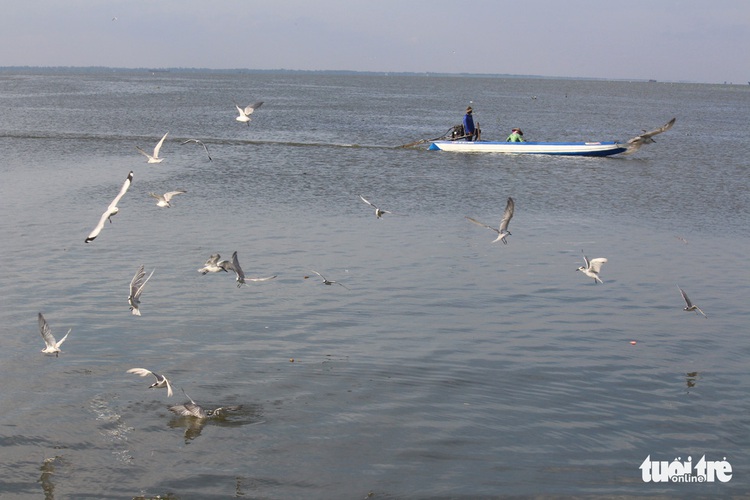 Photos: Seagull season in Vietnam’s Mekong Delta