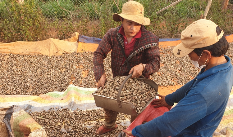 Vietnamese firms report suspected fraud in multimillion-dollar deal of cashew imports into Italy