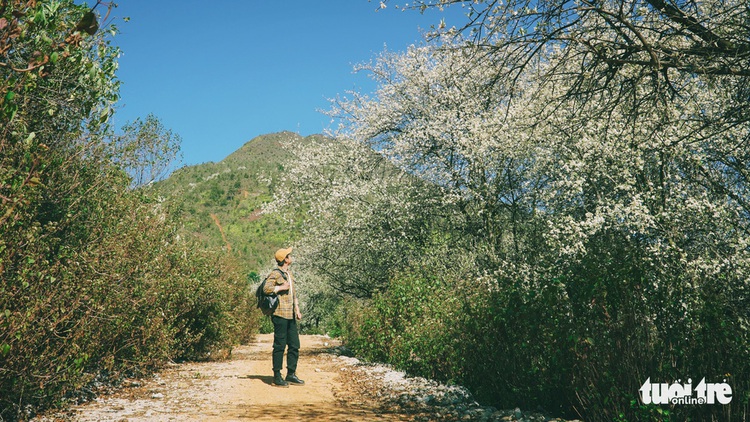 Docynia indica flowers transform northern Vietnam into white paradise