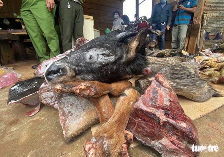 Vietnamese man prosecuted for illegally capturing live wildlife at home