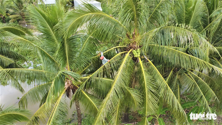 Man admired for superb coconut climbing skills in Vietnam’s Kien Giang Province