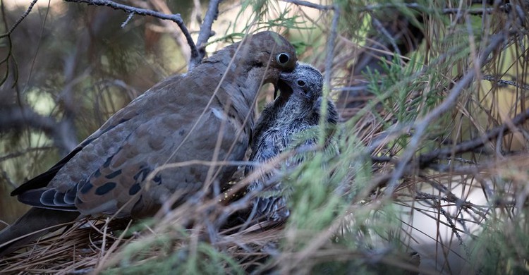 Birds are laying eggs earlier as climate change shifts springs