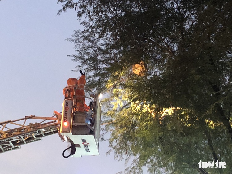 Ho Chi Minh City police dismantle massive hornet nest near school, cinema