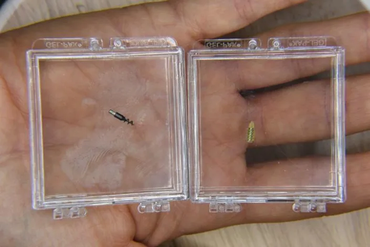California start-up sends tiny robots on voyage into brains