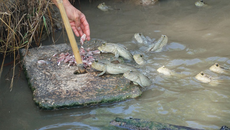 Legged fish a sought-after specialty in southern Vietnam