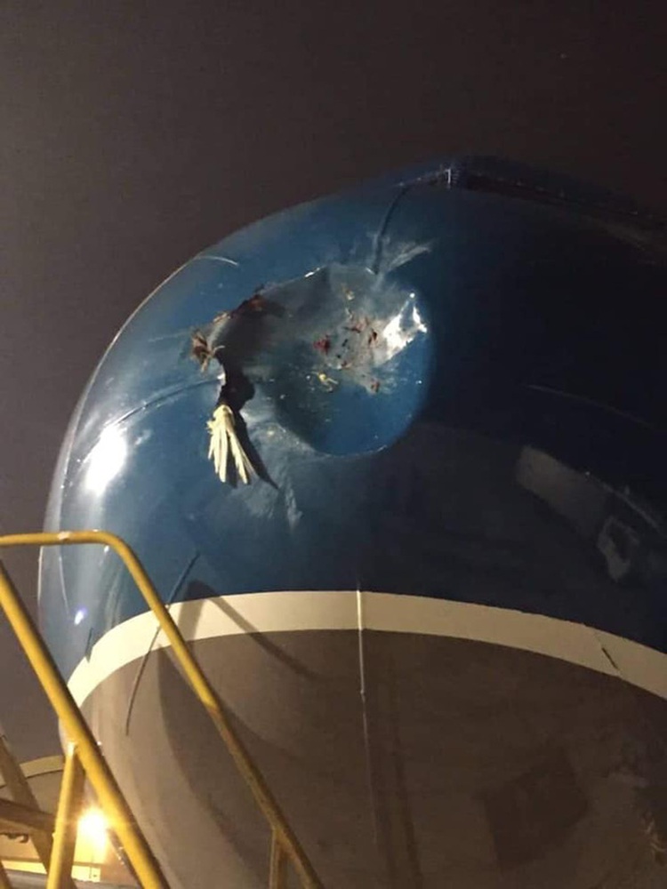 Vietnam aviation authority requires tighter control following uptick in bird hits