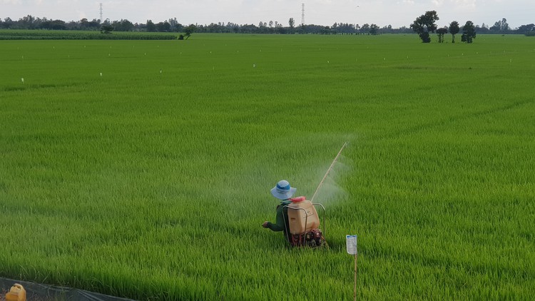 Farmers reduce rice paddy fields over surging production costs in Vietnam’s Mekong Delta