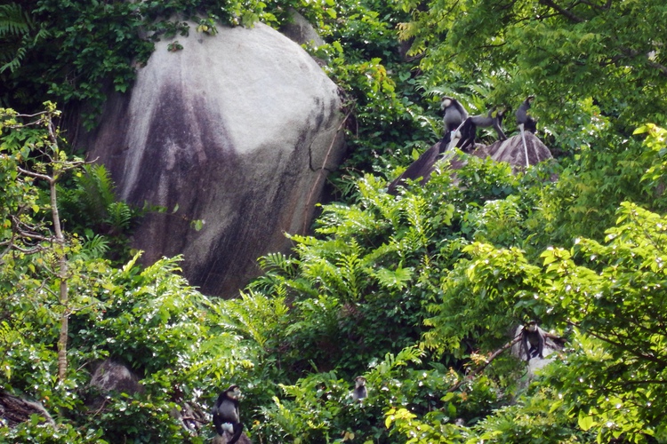 Review finds threatened langur species in mountain in southern Vietnam