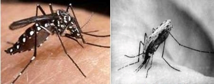 Ho Chi Minh City at very low risk of malaria transmission