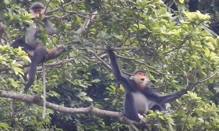 $1.4mn species conservation fund launched in Vietnam