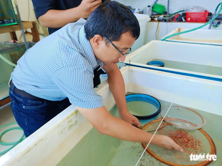 Clownfish successfully bred at Vietnam’s Institute of Oceanography