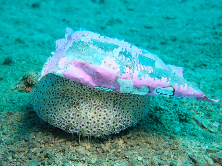 Divers point out multiple possible causes of dead corals at nature reserve in Vietnam