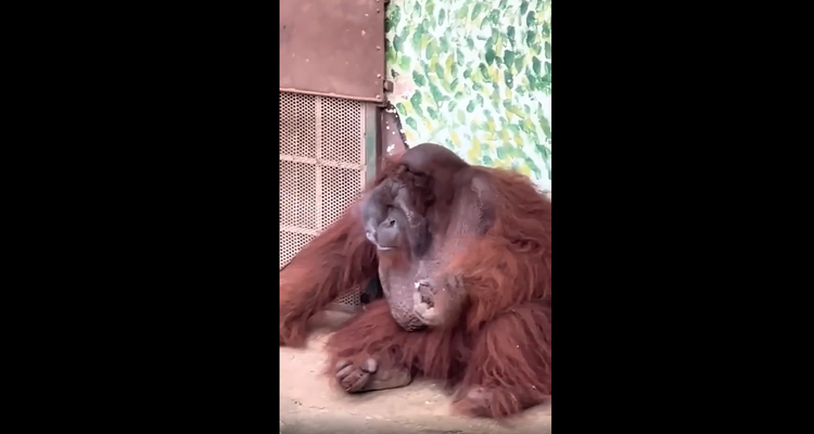 Orangutan filmed smoking cigarette at Ho Chi Minh City zoo