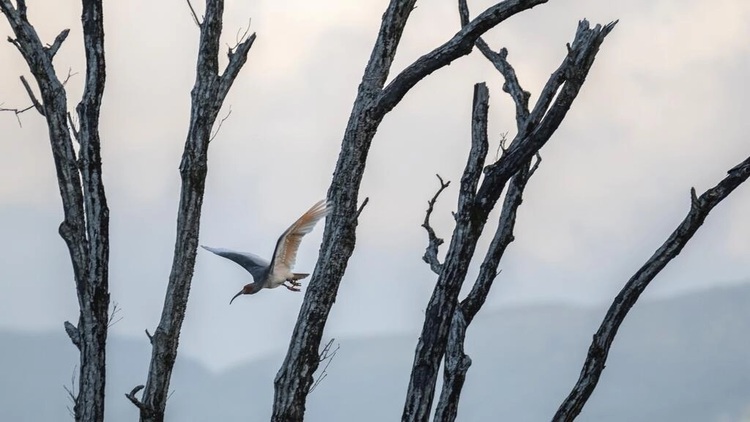 Modern phoenix: The bird brought back from extinction in Japan