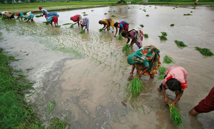 Humble rice bran becomes hot commodity as India scours for edible oils