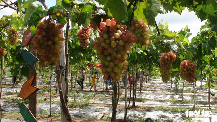 This grape orchard in Vietnam's Mekong Delta is a mecca for tourists
