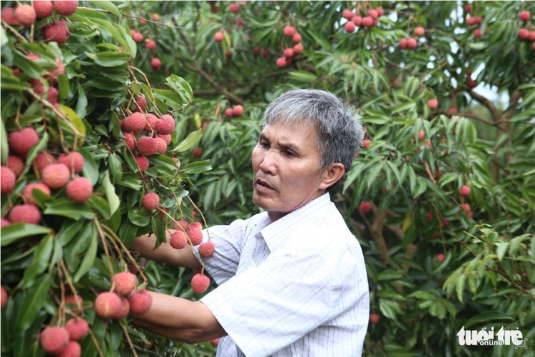 Vietnamese lychees hit the market in over 30 countries