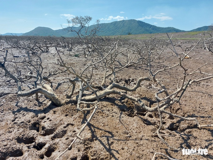 Mangrove forest suffers from mass dieback for unkown reasons in north-central Vietnam