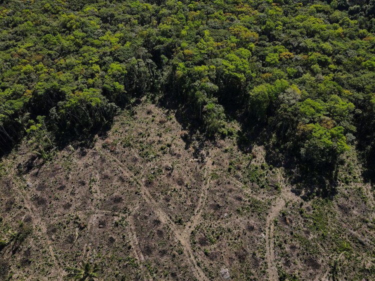 Deforestation in Brazil's Amazon hits record for first half of 2022