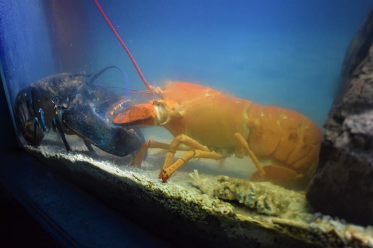 Rare yellow-orange lobster on display in Vietnam’s Nha Trang
