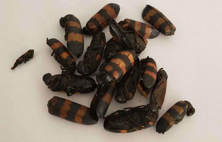Vietnamese man dies after eating blister beetle