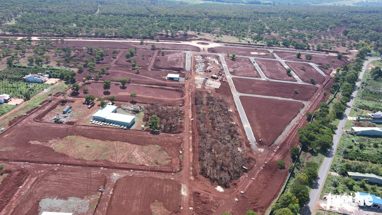 Pine trees die en masse at golf course project in Vietnam’s Central Highlands