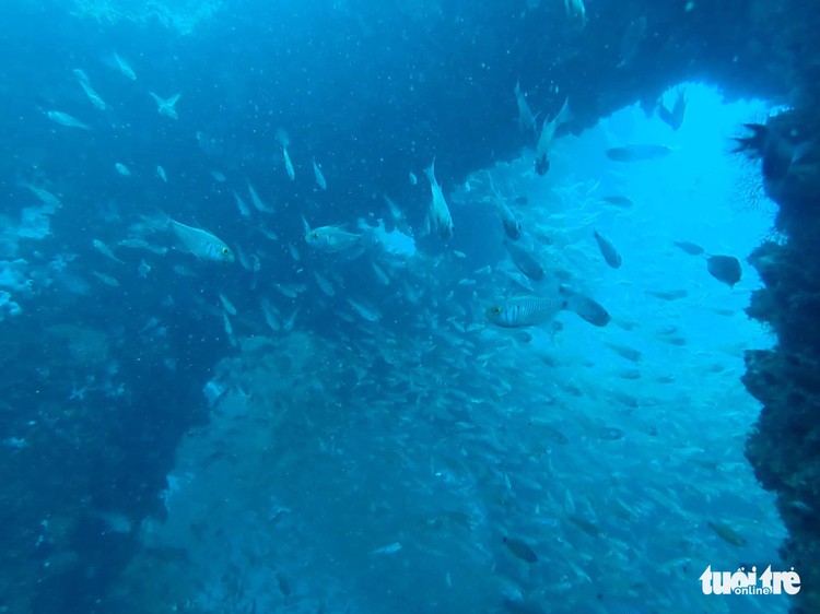 Sheltering fish at bottom of the ocean in Vietnam