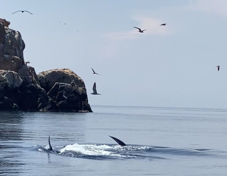 Two blue whales spotted off south-central Vietnam coast