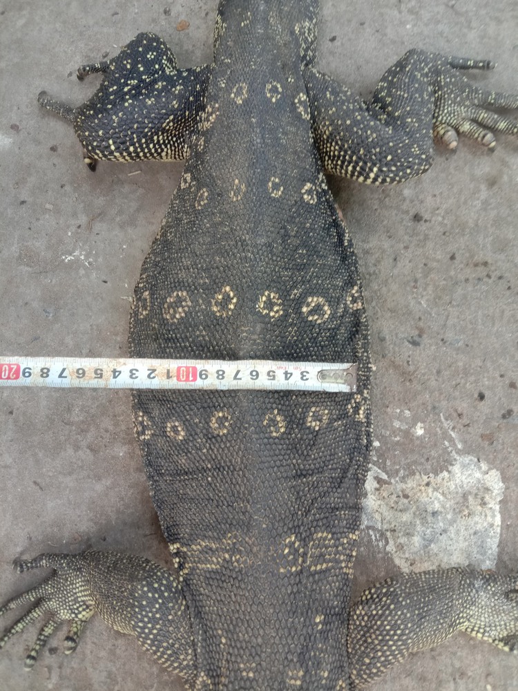 94 iguanas, turtles smuggled from Cambodia into Vietnam