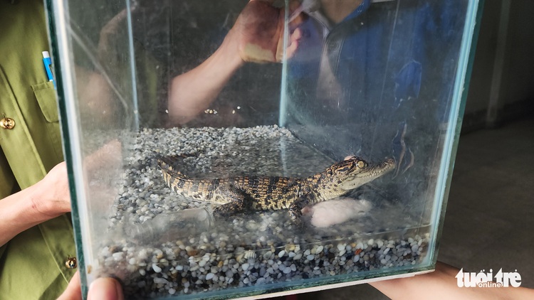 Mother transfers son’s young pet crocodile to Ho Chi Minh City rangers