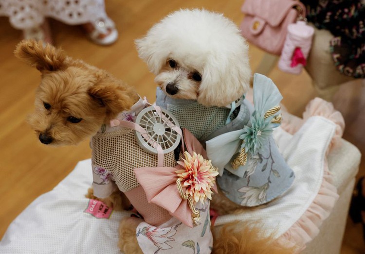 Hot dogs - and cats - get wearable fans to beat Japan's scorching summer