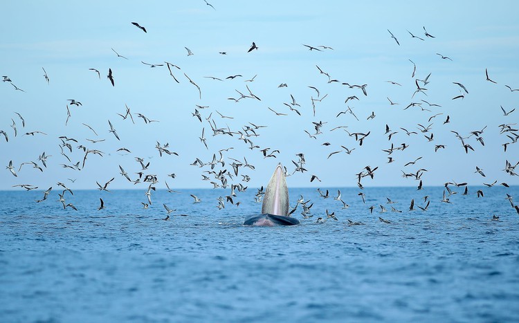 Photos: Two blue whales forage near south-central Vietnam shore