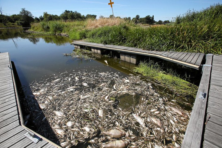 Mass fish die-off in German-Polish river blamed on unknown toxic substance