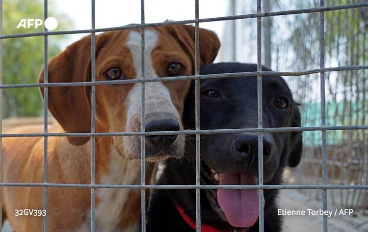 Dog's life in Cyprus as man's best friend dumped