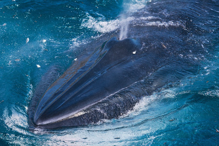 Vietnamese photographer snaps incredible pictures of Bryde’s whales