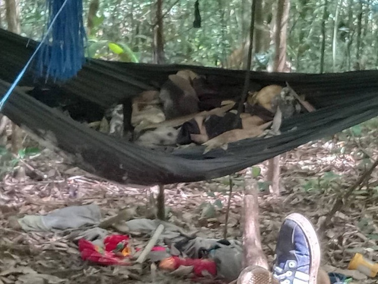 Skeletons found in Vietnam’s Central Highlands forest