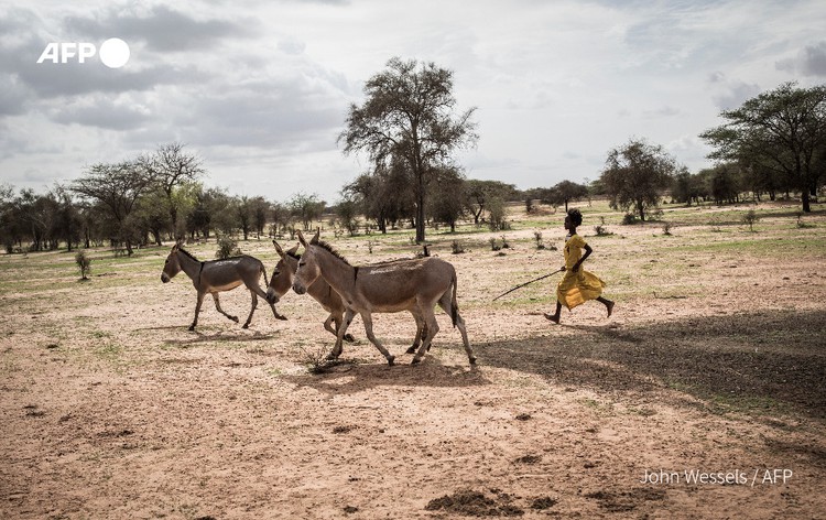 Donkey domestication happened 7,000 years ago in Africa: DNA study