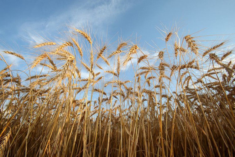 Wheat firm, set for 3rd weekly gain on supply concerns