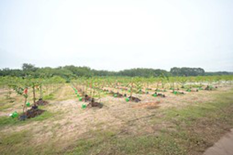 LEGO Group to plant 50,000 trees for three years in Vietnam’s southern province
