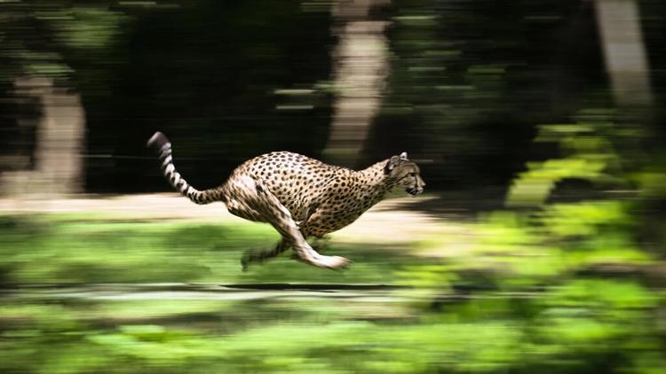 Cheetahs to arrive in India for Modi's birthday