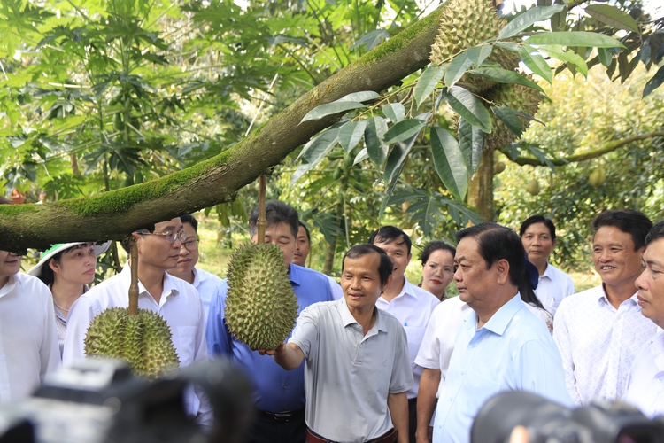 Vietnamese durians exported to China through official channels for first time