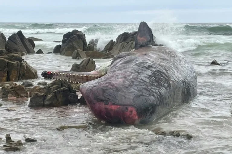 Mass stranding kills 14 whales in Australia