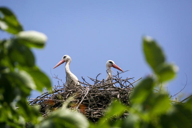 Half world's birds in decline, species moving 'ever faster' to extinction