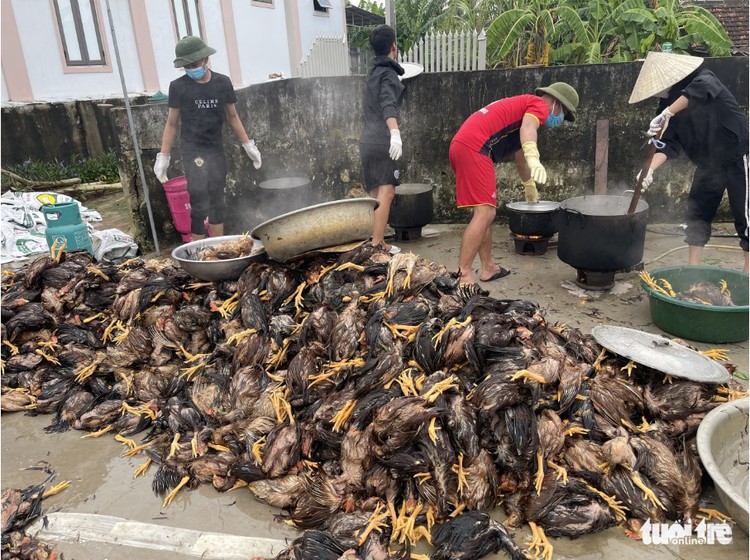 Thousands of chickens killed by floods in Vietnam