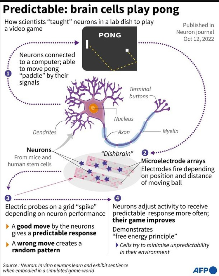 Brain cells in dish learn to play video game